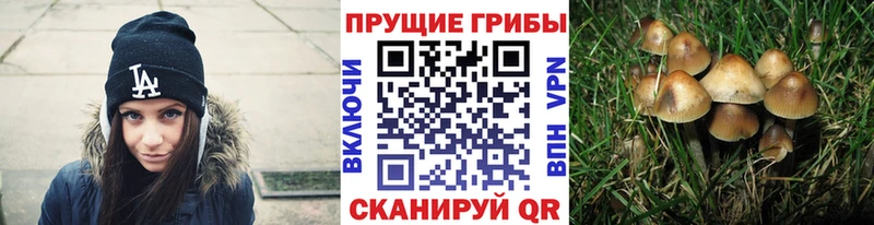 хочу   Слюдянка  Псилоцибиновые грибы GOLDEN TEACHER 